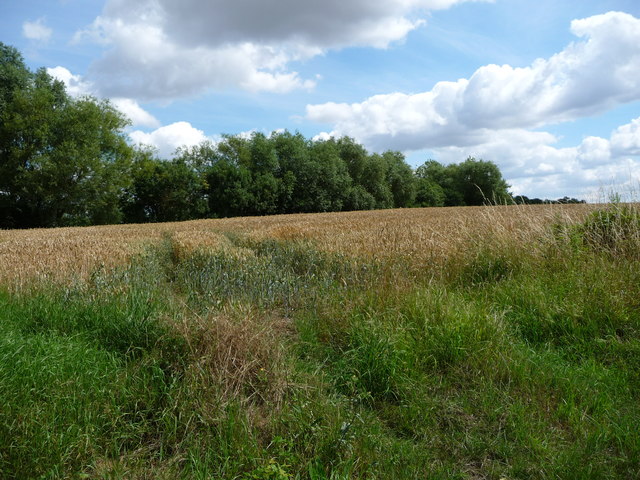 Corner of a wheatfield, east of Old Hall