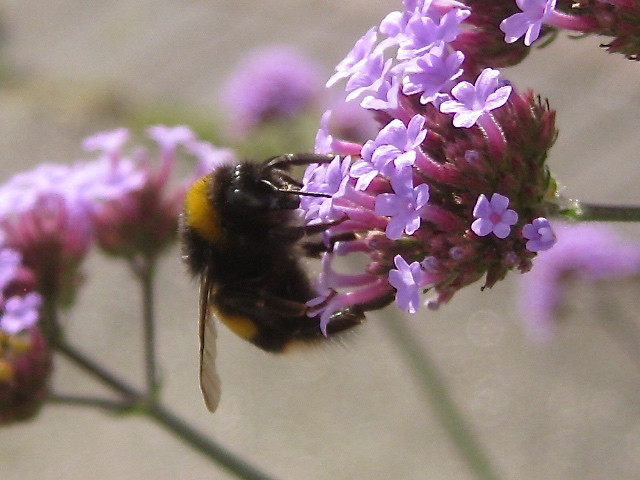 Verbena bonariensis and a visiting bee, Emscote Gardens, Warwick