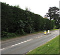 Long high hedge, Pillmawr Road, Malpas, Newport