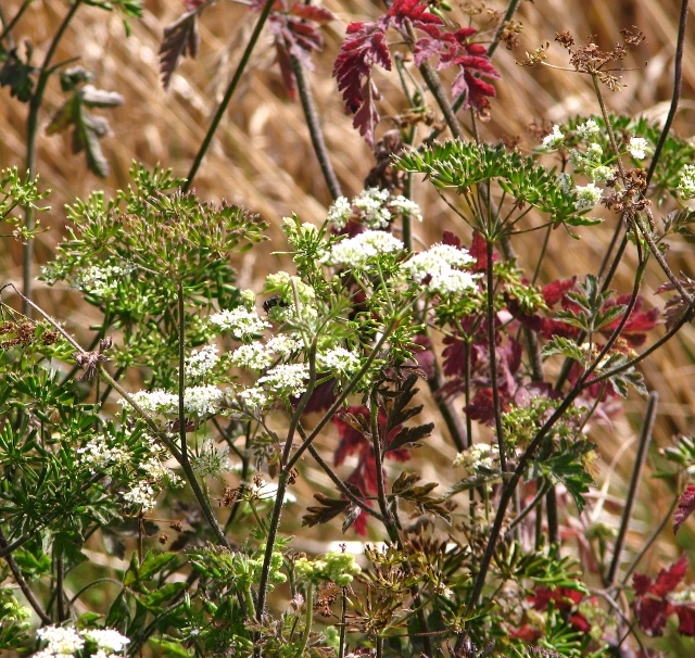 Upright hedge parsley (Torilis japonica) - flowers and seeds