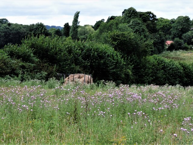 Hay feeder among creeping thistles, Churchland Fields