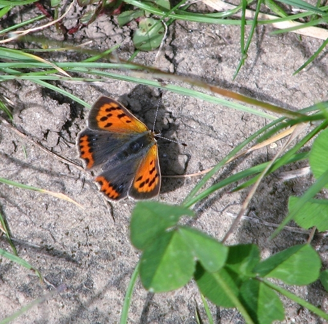 Small Copper butterfly (Lycaena phlaeas)