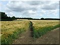 TL4435 : Footpath Across Barley Field by Keith Evans