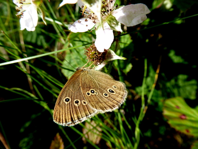 Ringlet butterfly, Killoan