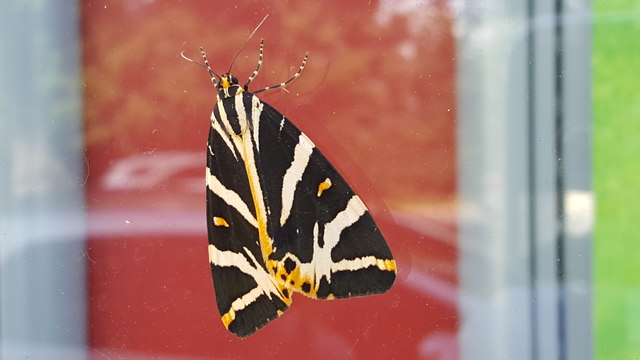 Jersey Tiger Moth on Shop Window at Oakwood, London N14
