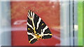 Jersey Tiger Moth on Shop Window at Oakwood, London N14