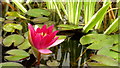 Water Lily and Iris