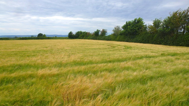 Ripening barley