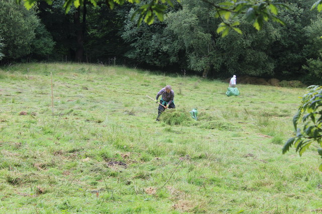 Clearing rushes from sheep pasture, Cwm Merddog