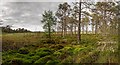 NH5753 : Monadh Mòr bog-forest by valenta
