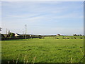 X1781 : Cattle grazing at Grange by Jonathan Thacker