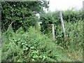 Overgrown footpath on footbridge