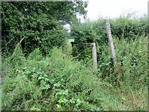 TQ1323 : Overgrown footpath on footbridge by Peter Holmes