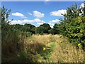 Trees Surrounding Allotments