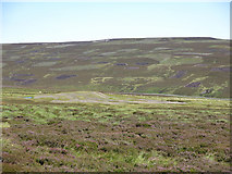 NY9629 : The southeastern slopes of Carrs Hill by Mike Quinn