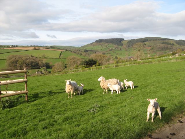 Inquisitive lambs
