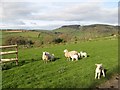 Inquisitive lambs