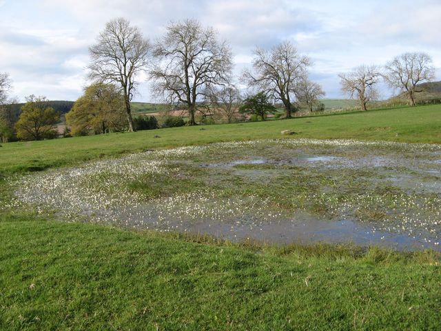 Water Crowfoot wetland