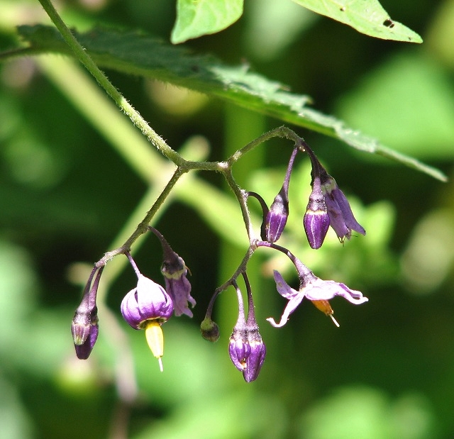 Woody Nightshade (Solanum dulcamara) - flowers