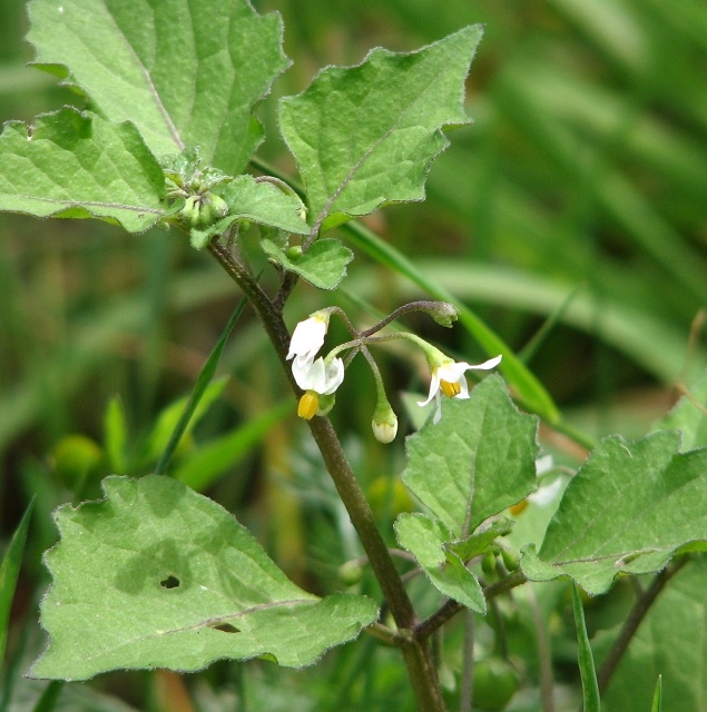 solanum nigrum flower