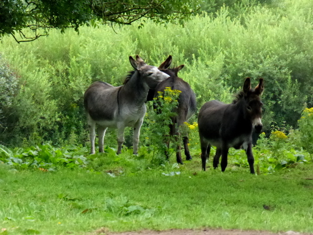 Donkeys, Loughans