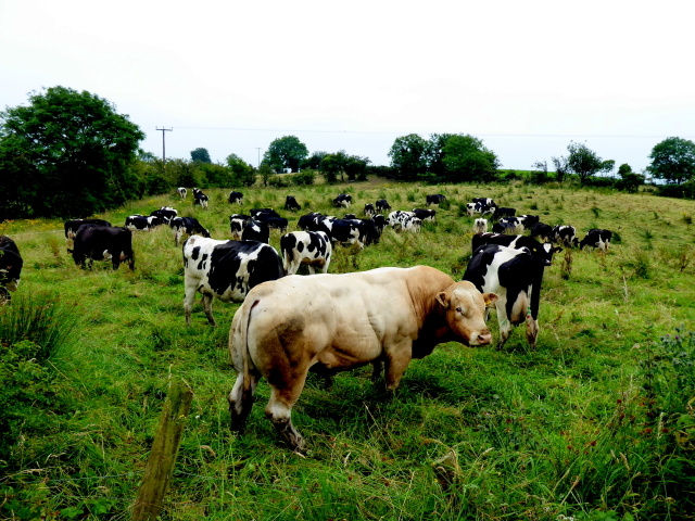 Cattle, Loughans
