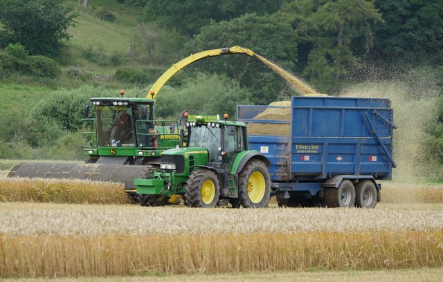 Wholecrop Harvesting Wheat