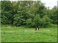 Tethered pony on North Common