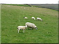 NT1032 : Pasture at Glenholm by M J Richardson