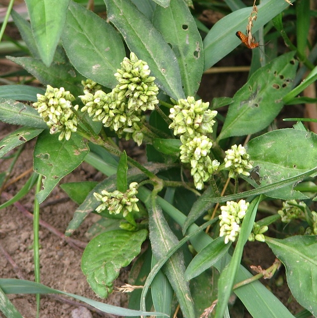 Pale Persicaria  (Persicaria lapathifolia)