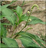 TM4599 : Pale Persicaria  (Persicaria lapathifolia) by Evelyn Simak