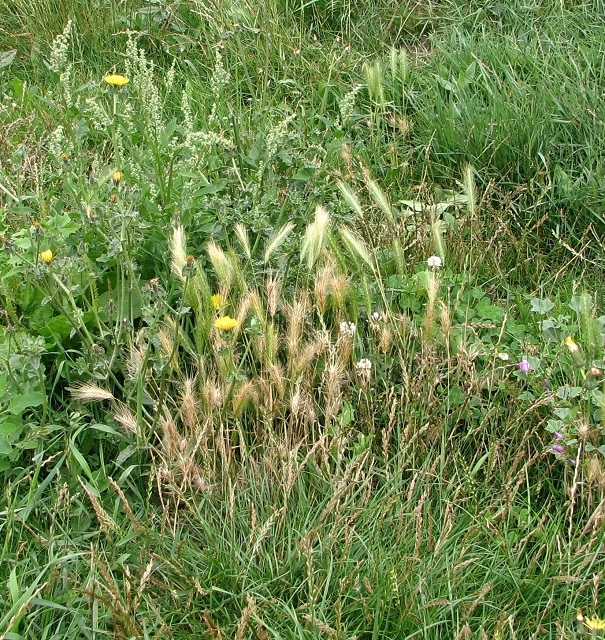 Wall Barley  (Hordeum murinum)