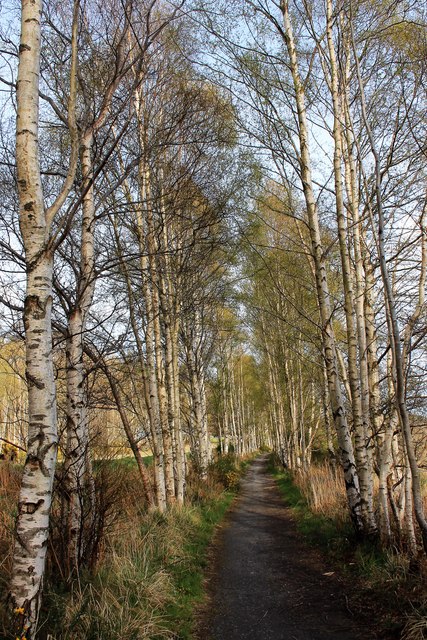 Birch Walk