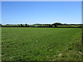 W9364 : Grass field near Ballyroe by Jonathan Thacker