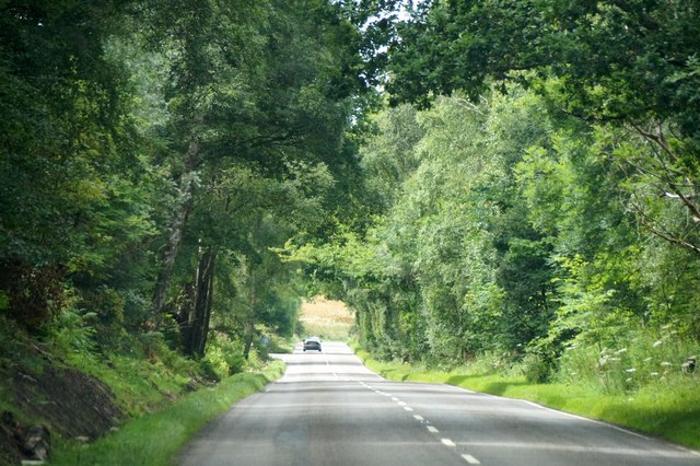 Road through the woods between Conon Bridge and Muir of Ord