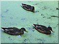 Ducks in green water