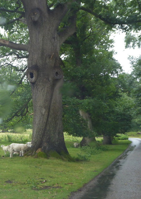 Sheep sheltering from the rain in the parkland at Chirk Castle