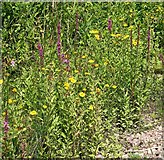 TG3207 : Fleabane and Purple loosestrife by Evelyn Simak