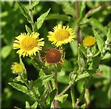 TG3207 : Common Fleabane  (Pulicaria dysenterica) by Evelyn Simak