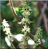 TG3206 : Hedge woundwort (Stachys sylvatica) - seeds by Evelyn Simak