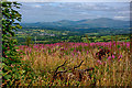 S6841 : Willowherb and Mt Leinster by kevin higgins