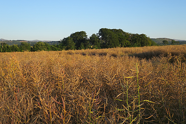 Field near Ratho Mains