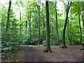 Path in Netherlands Wood