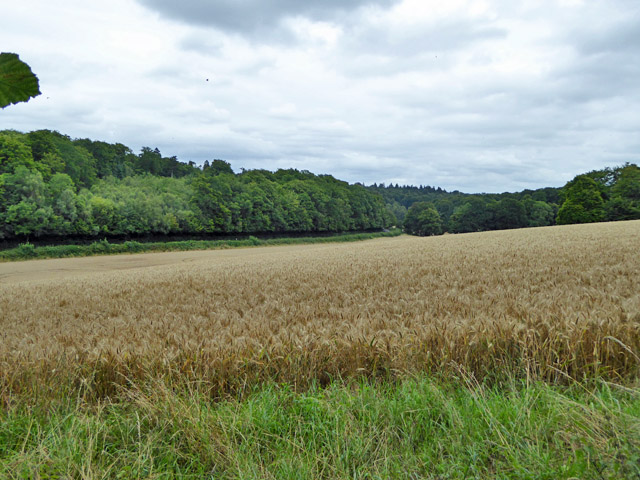 Barley field south of Common Wood Lane