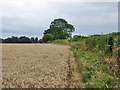 Edge of barley field, Tylers Green