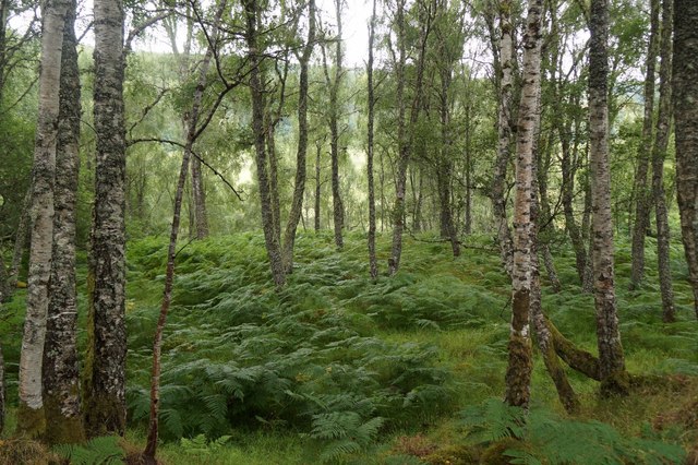 Birch woodland at Fasnakyle