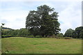 Two trees in field, Thornhill Road