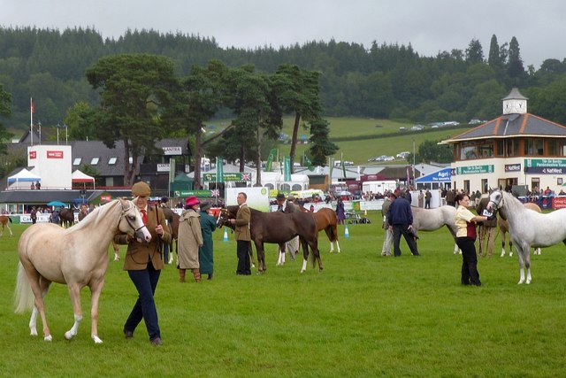 Horses being judged, Royal Welsh Show