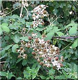 TG3302 : Ripening blackberries (Rubus fruticosus) by Evelyn Simak