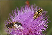 NH3940 : Two hoverflies, Struy by Mike Pennington